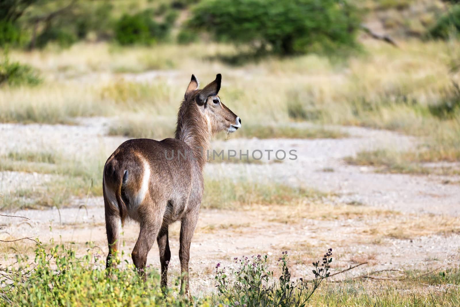The waterbuck is looking for something in the savannah