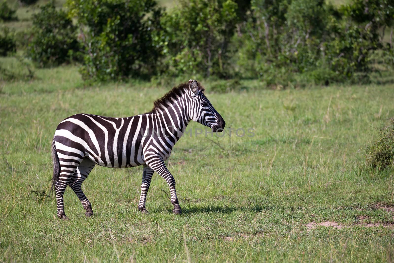 Some Zebras in the middle of the savannah of Kenya