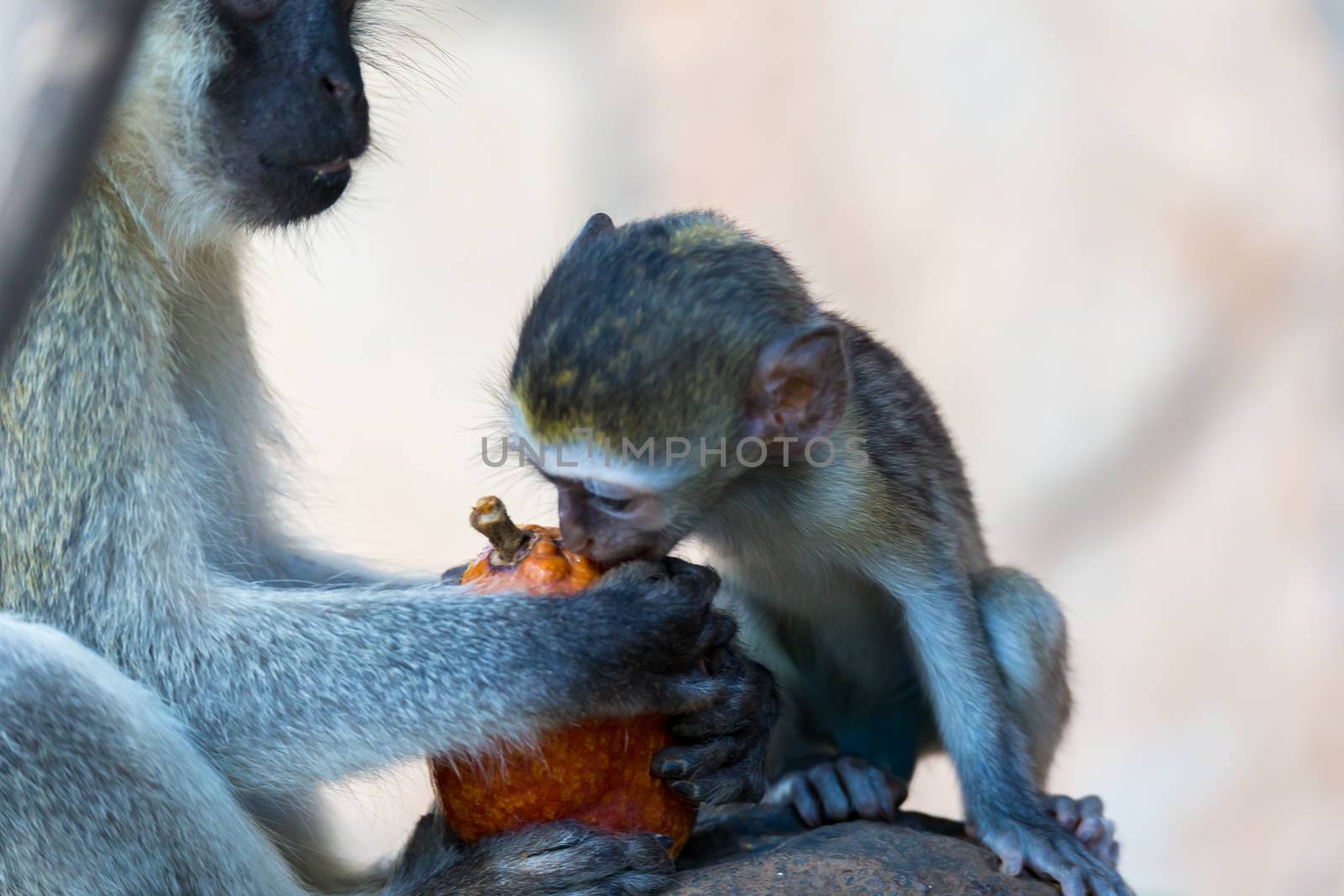 The monkey eats at a fruit found