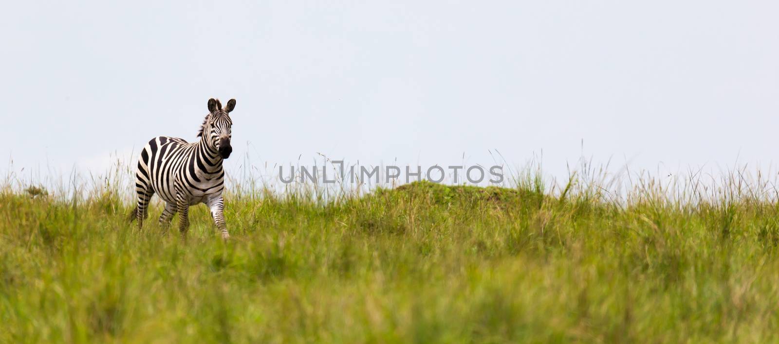 One zebra is browsing on a meadow in the grass landscape