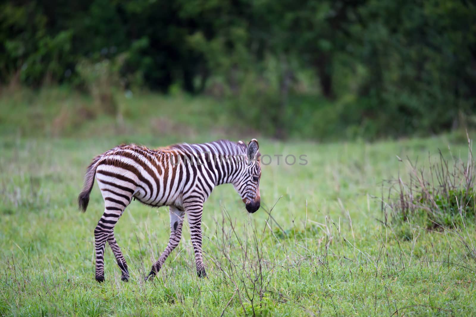 Some Zebras in the middle of the savannah of Kenya