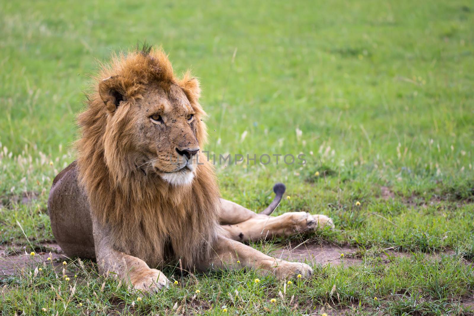 One big lion lies in the grass in the savanna of Kenya