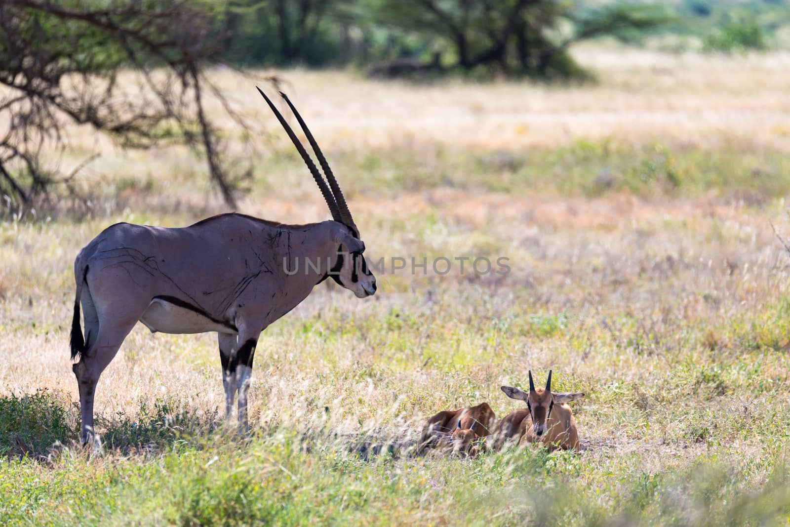 An antelope in the middle of the savannah of Kenya