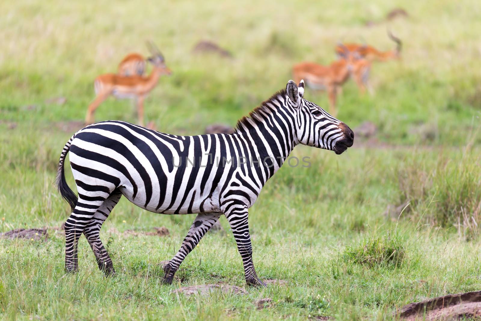 The Zebra family grazes in the savanna in close proximity to other animals