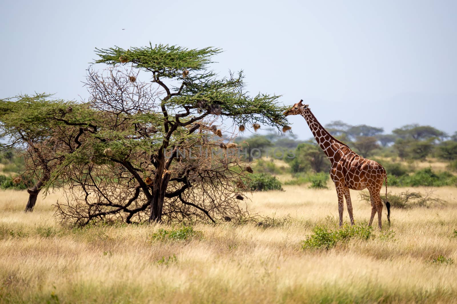 A Somalia giraffes eat the leaves of acacia trees