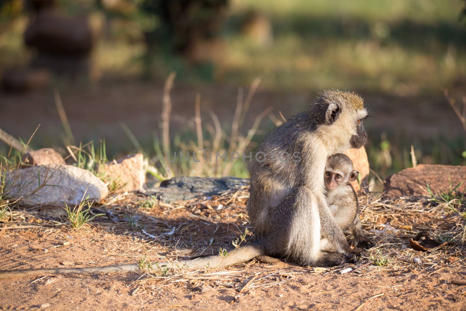 The monkey with a baby monkey in the arm