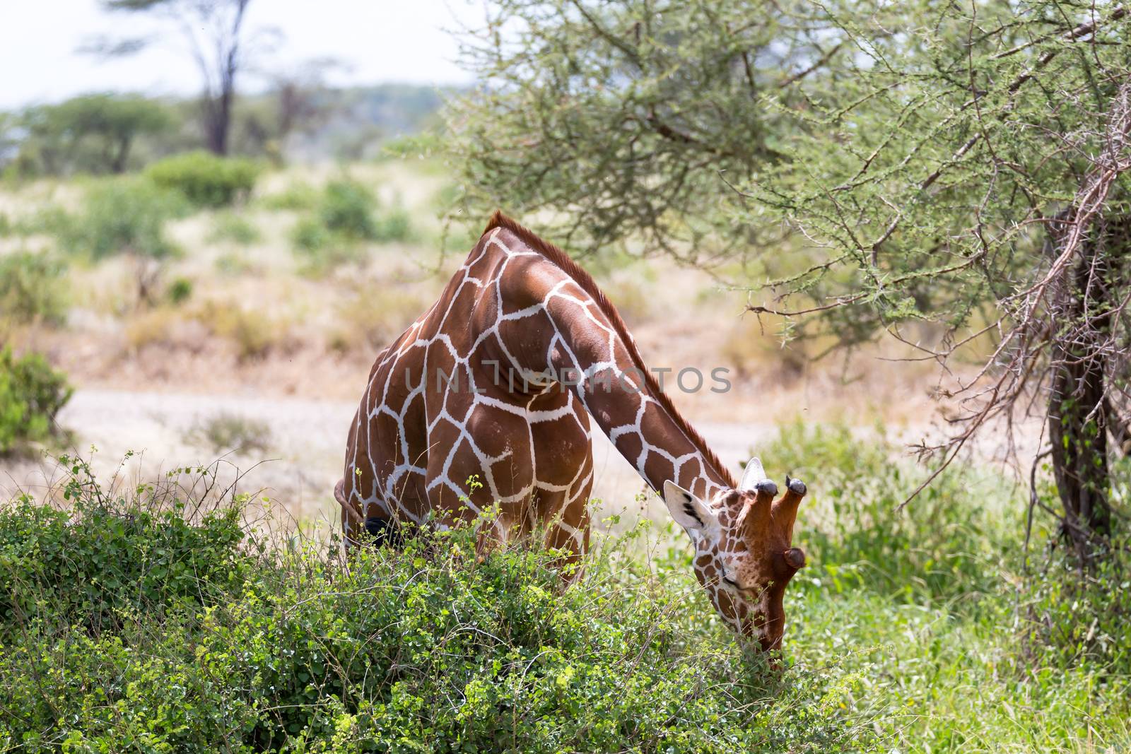 The closeup of a giraffe with many plants in the background