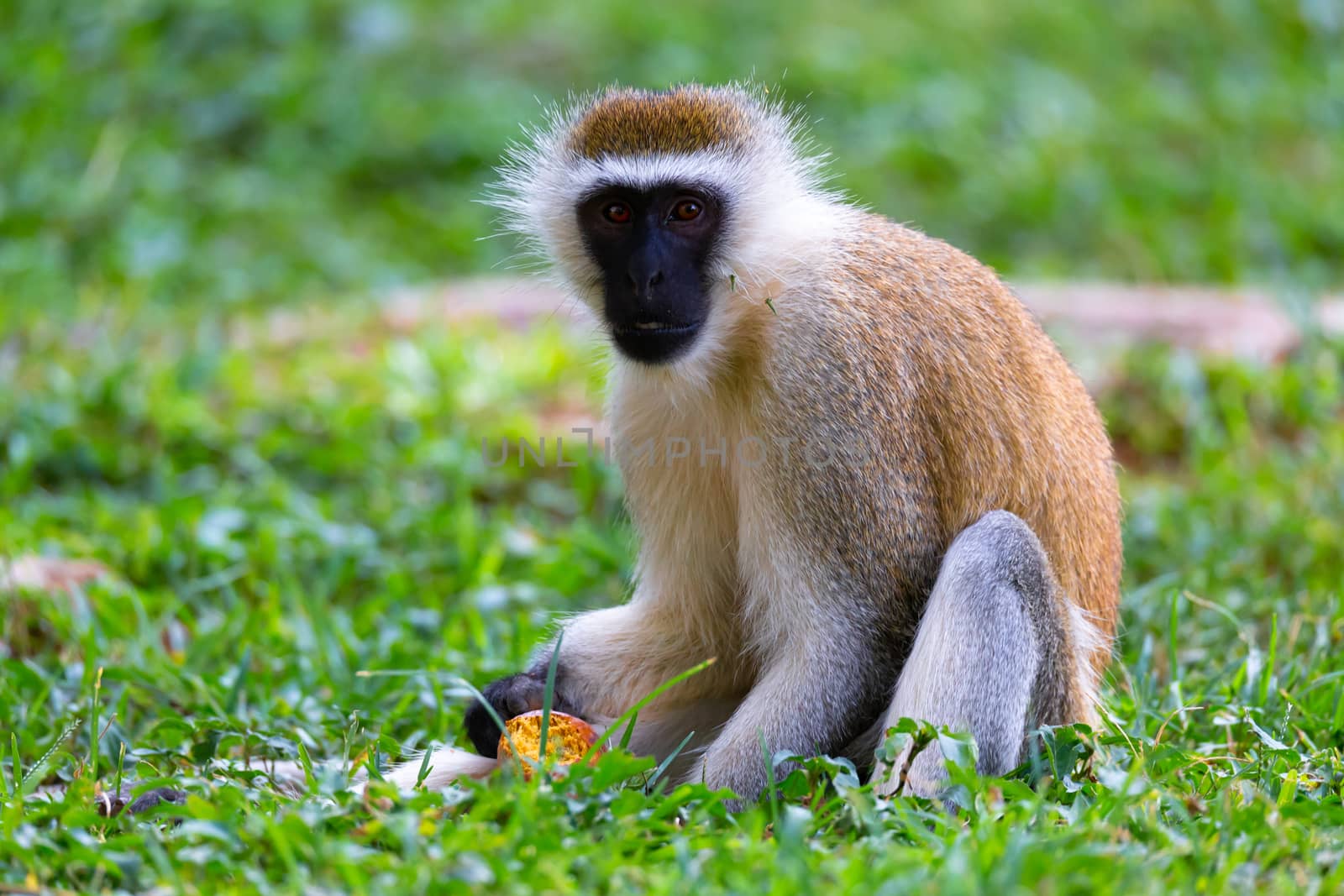 A monkey is doing a fruit meal in the grass