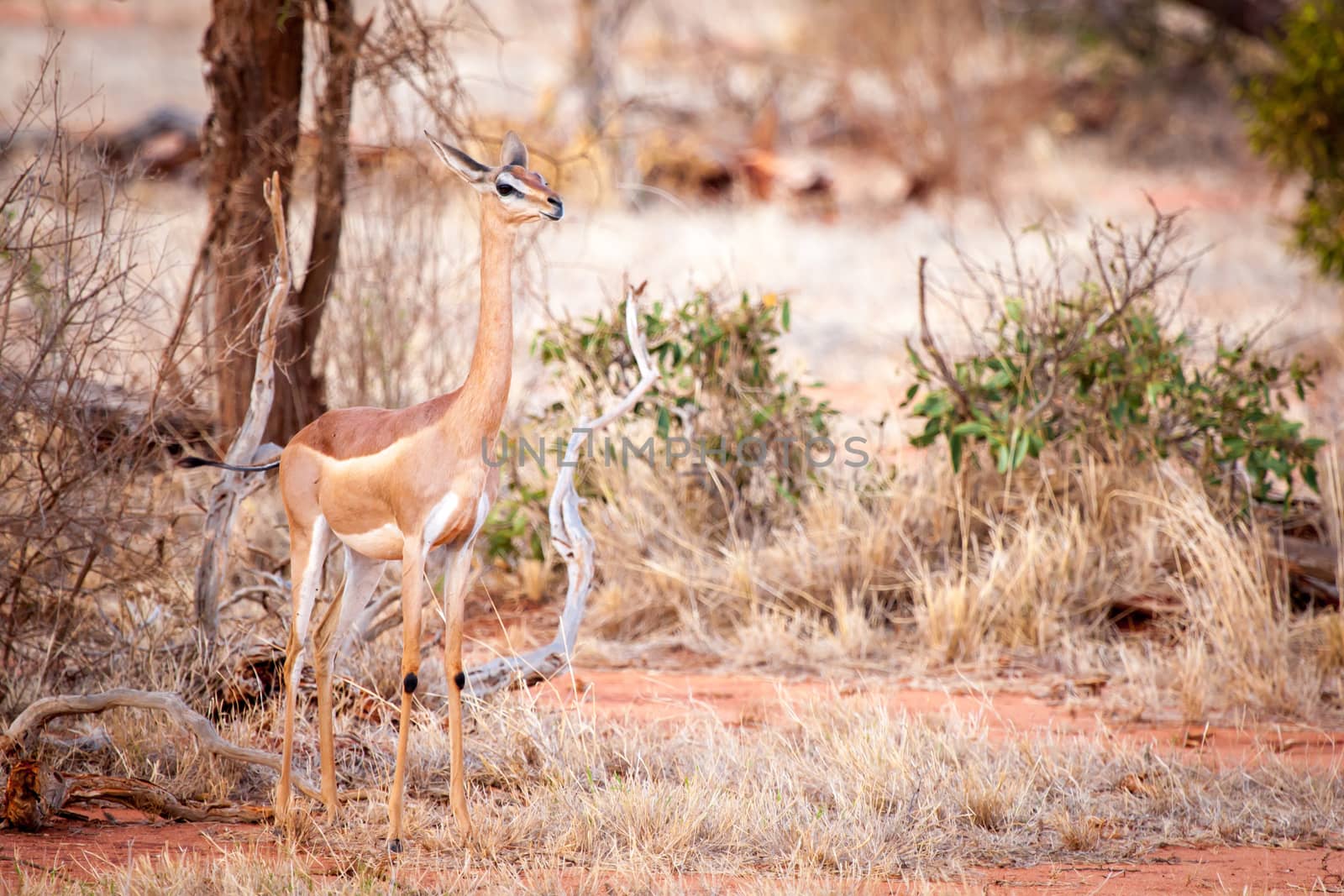 Antelope is standing in the savannah of Kenya, impala