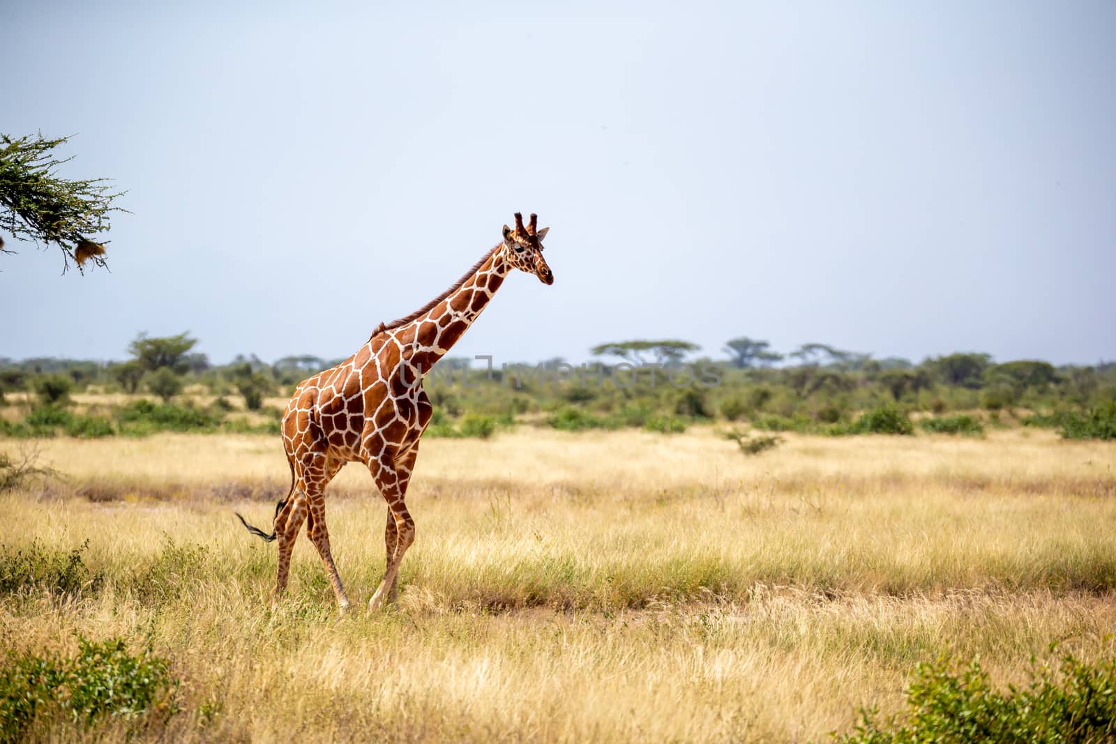 A Somalia giraffes eat the leaves of acacia trees