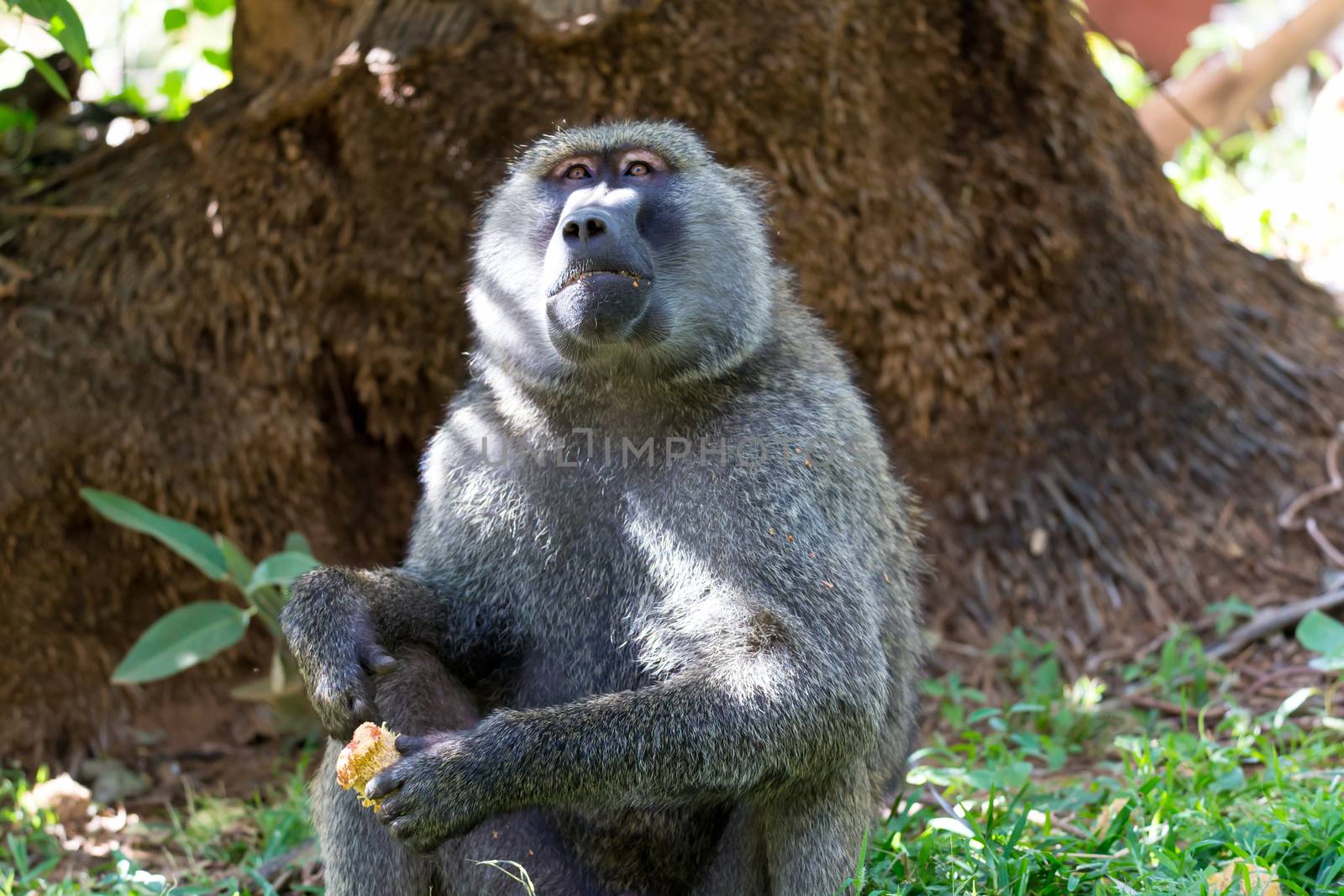 One baboon has found a fruit and nibbles on it