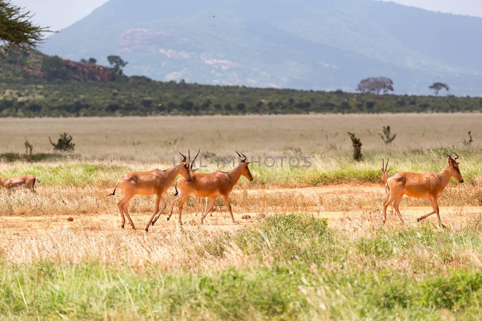 The family of Topi antelopes in the Kenyan savannah