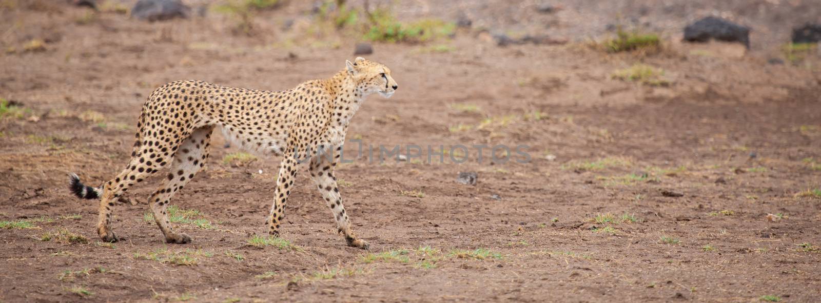 a gepard in the savannah of Kenya by 25ehaag6
