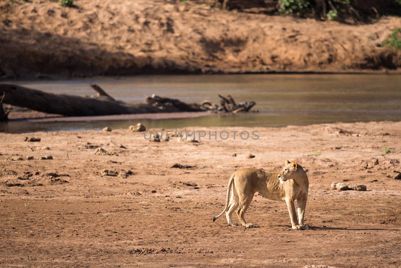 Some lions walk along the bank of a river