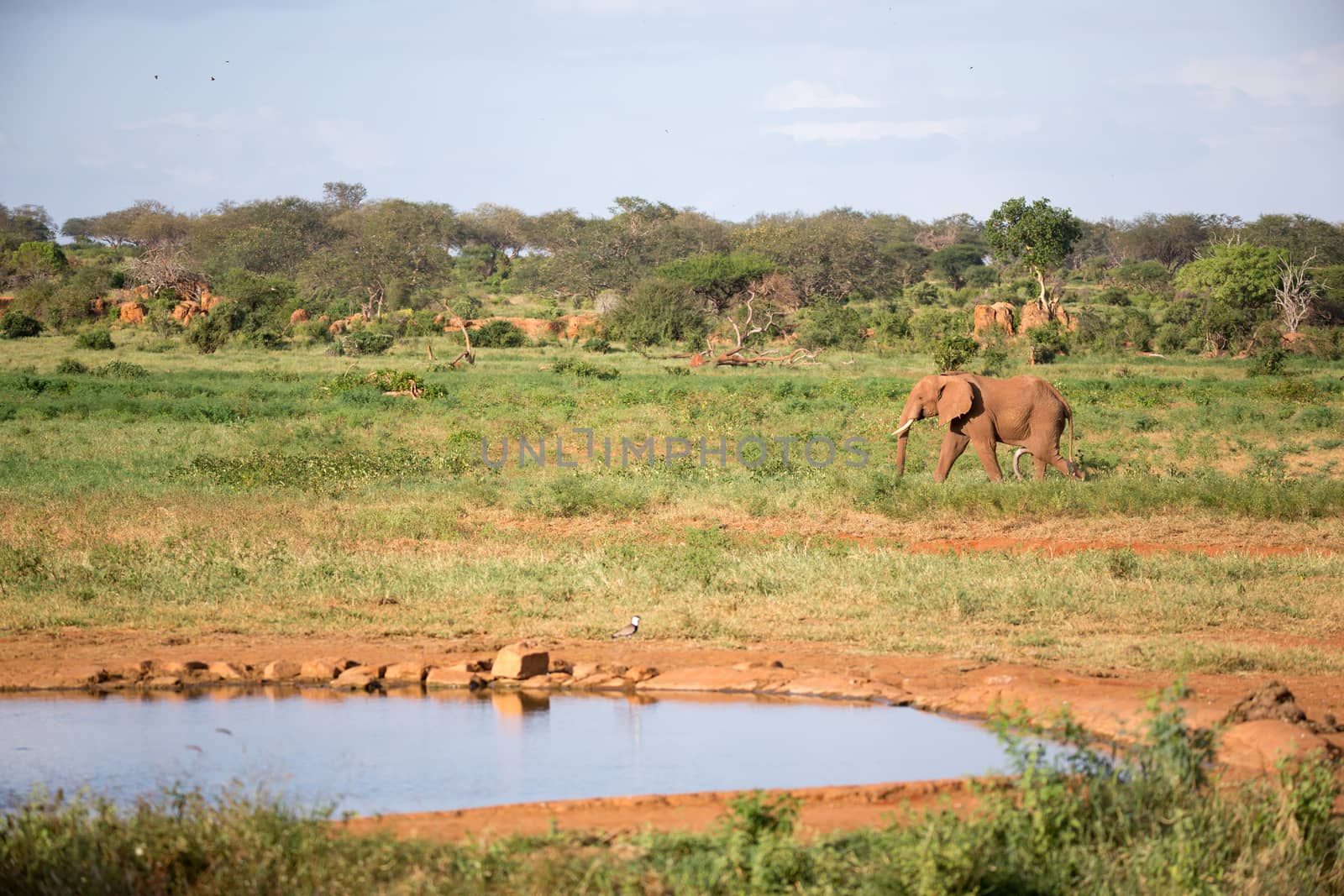 The family of red elephants at a water hole in the middle of the savannah