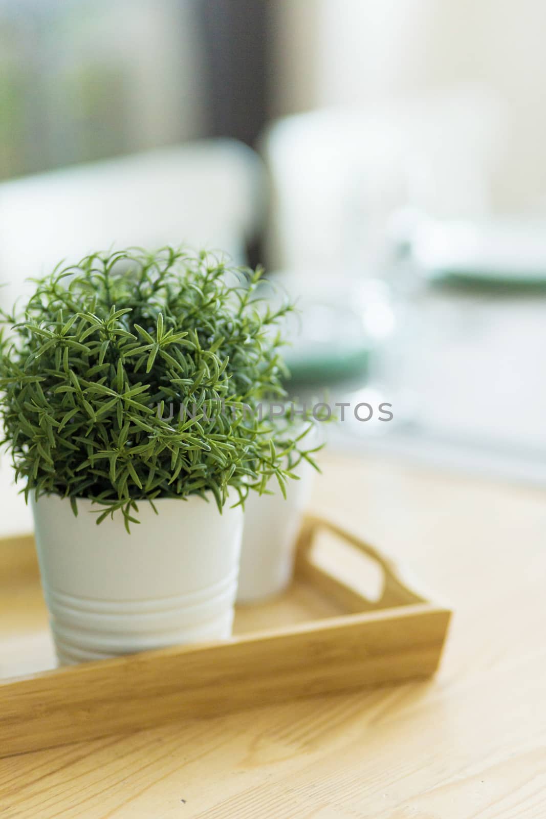 Green plant in flower pot on on the table in the kitchen