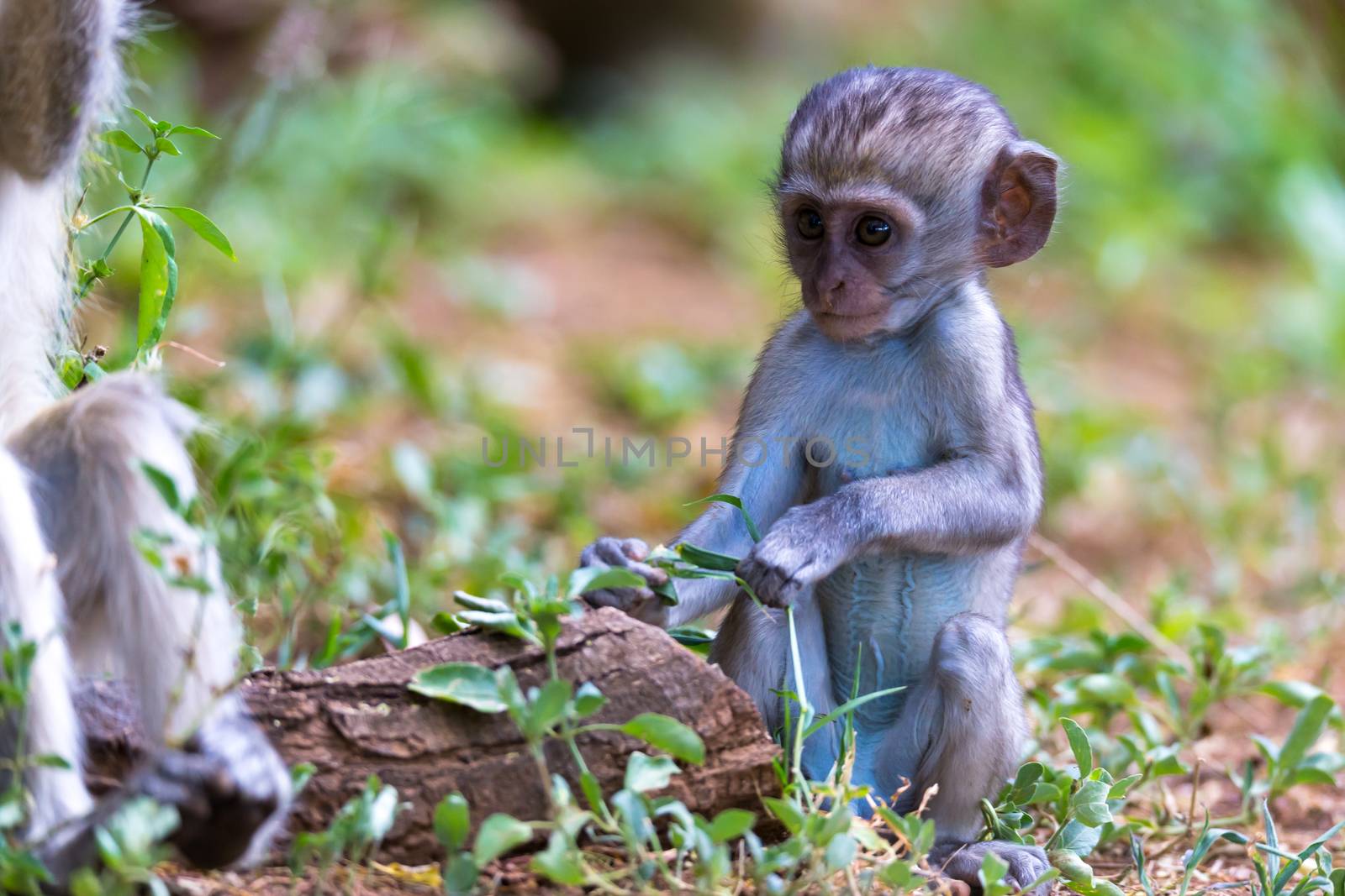 A little monkey sits and looks very curious by 25ehaag6