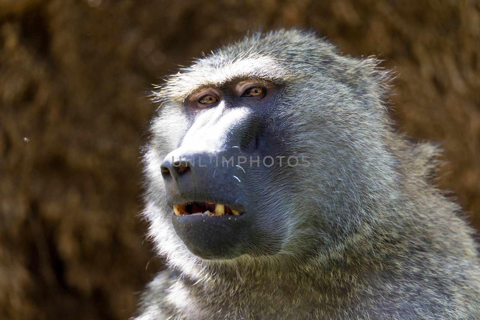 One baboon has found a fruit and eats it