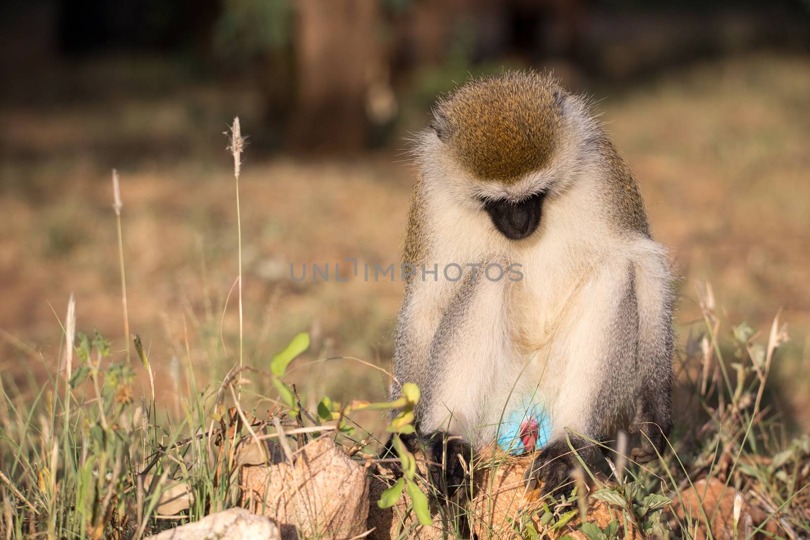 The monkey sits and looks around