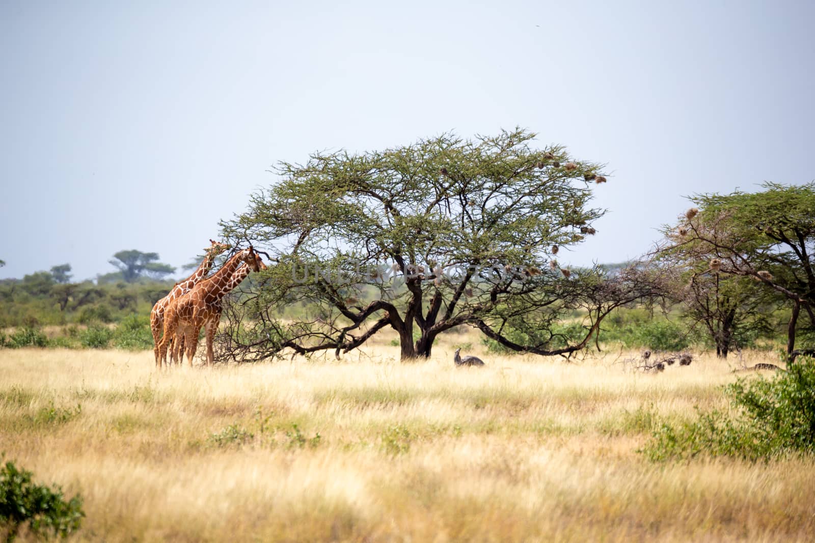 A Somalia giraffes eat the leaves of acacia trees