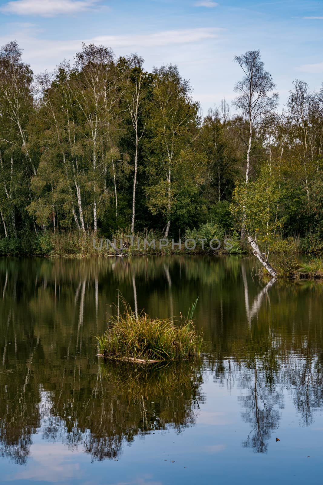 dreamlike autumn forest in the nature reserve pfrungen wilhelmsdorfer ried by mindscapephotos