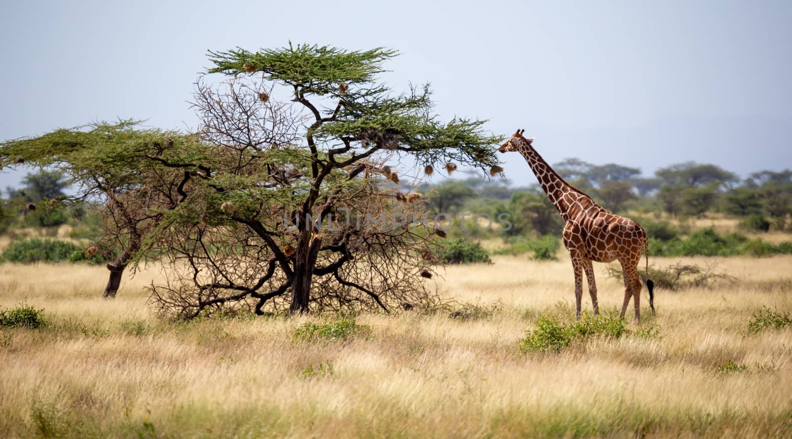 A Somalia giraffes eat the leaves of acacia trees