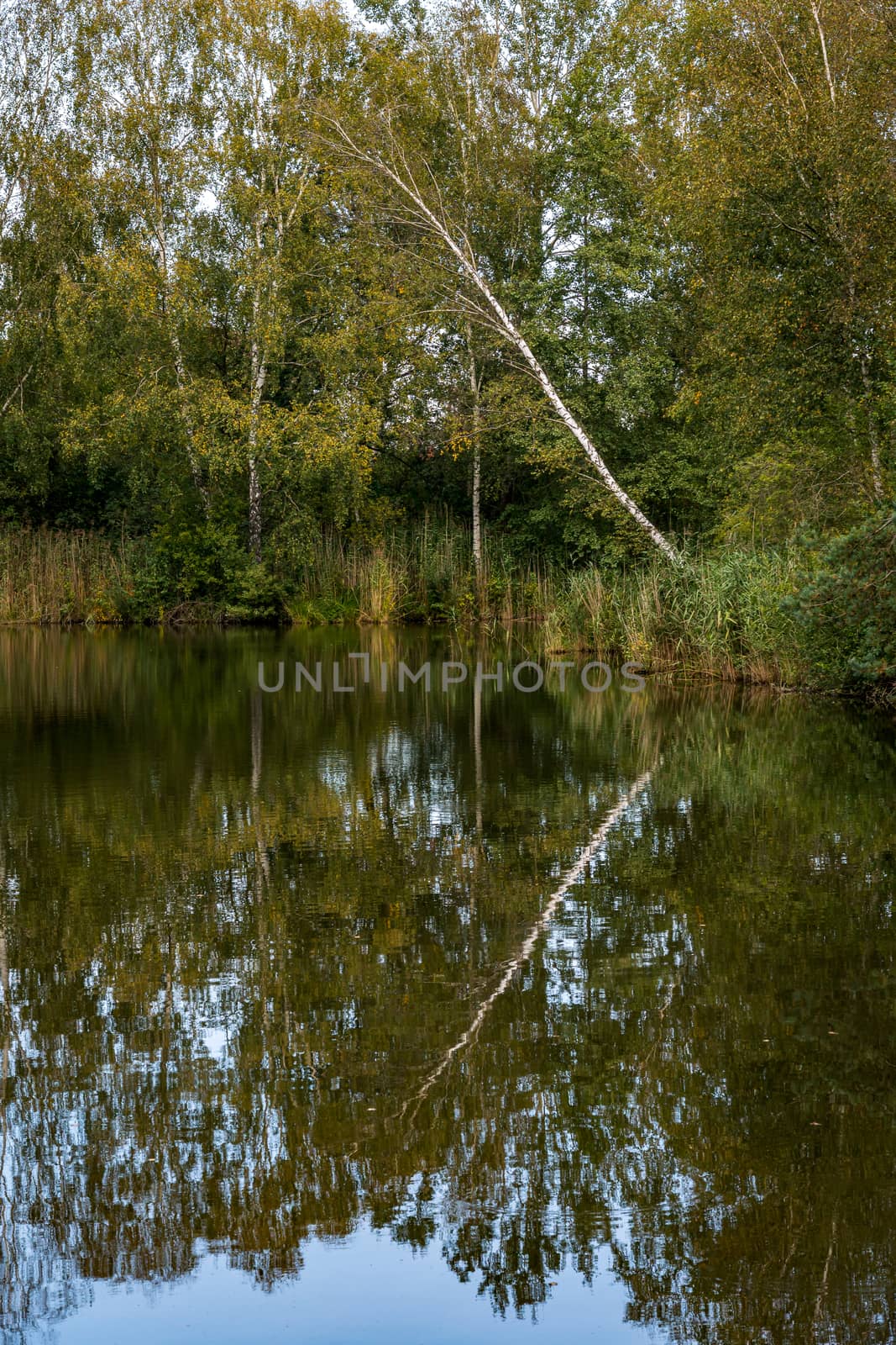 dreamlike autumn forest in the nature reserve pfrungen wilhelmsdorfer ried by mindscapephotos