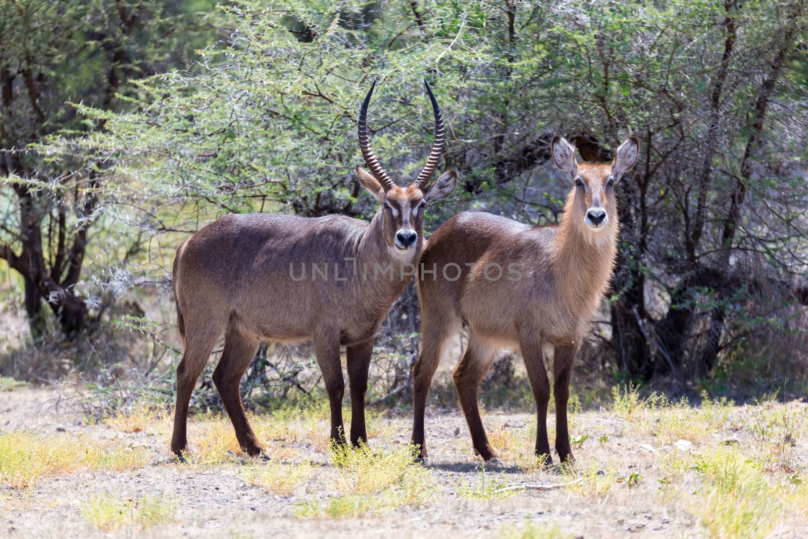 An antelope in the middle of the savannah of Kenya