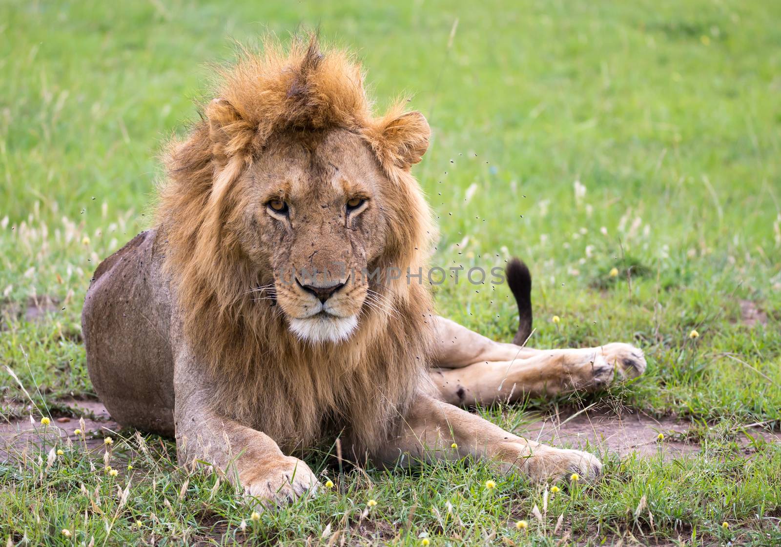 One big lion lies in the grass in the savanna of Kenya