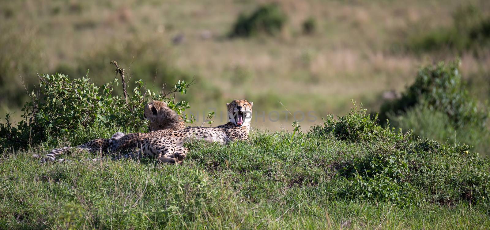 The cheetah mother with two children in the Kenyan savannah