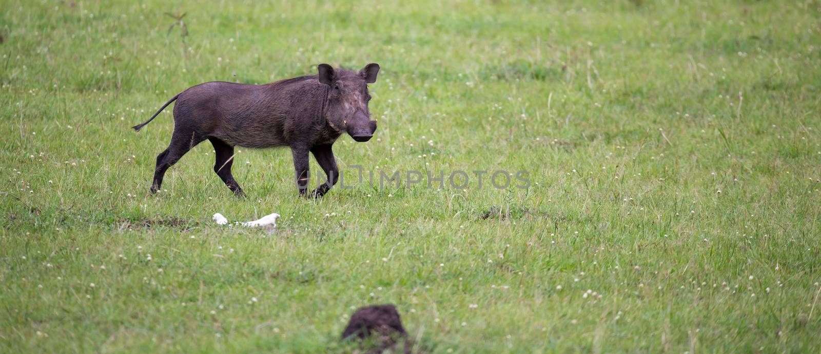 Warthogs are grazing in the savannah of Kenya by 25ehaag6