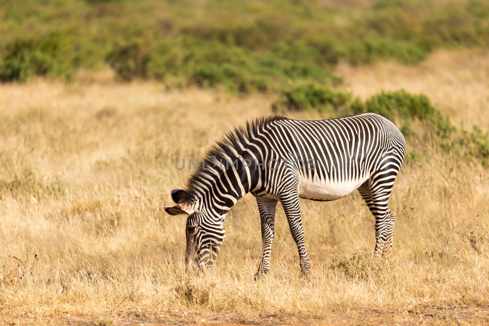 The Grevy Zebra is grazing in the countryside of Samburu in Kenya