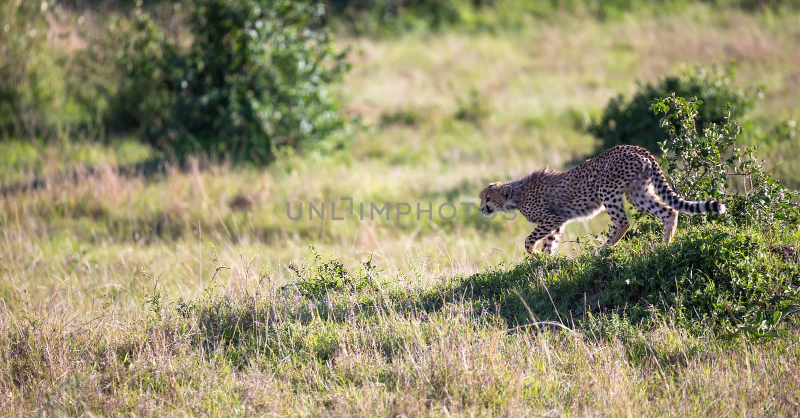 A cheetah walks between grass and bushes in the savannah of Kenya