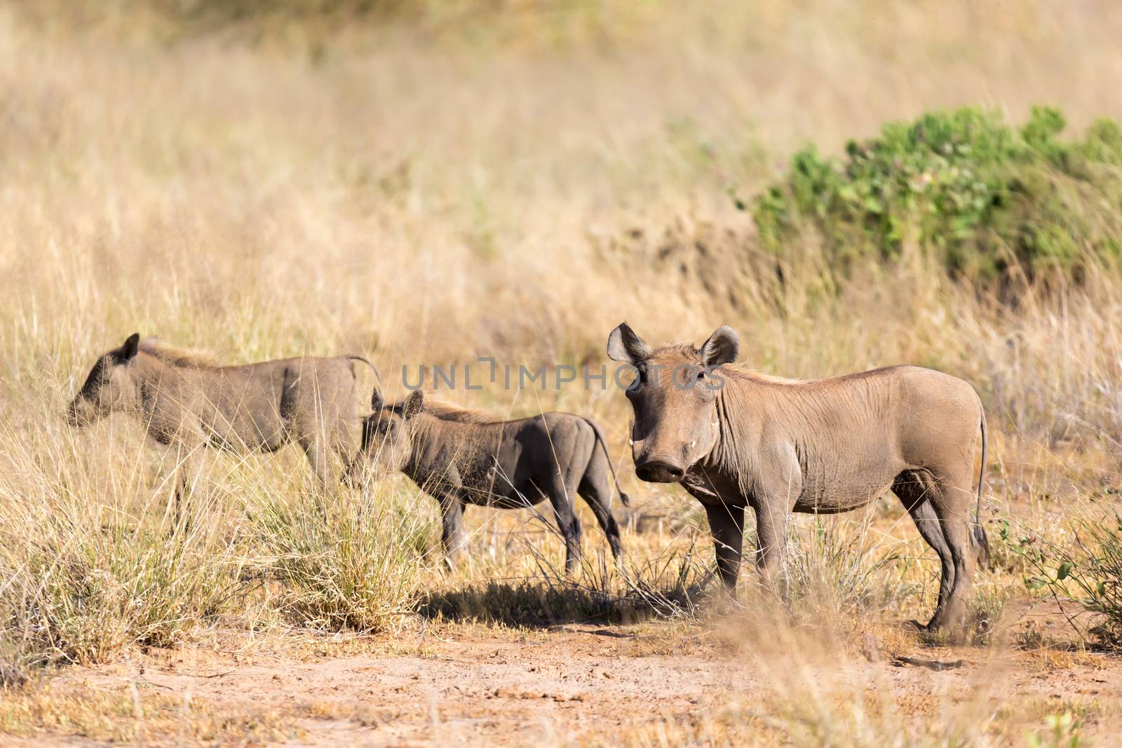 The warthog stands in the middle of the grass in Kenya