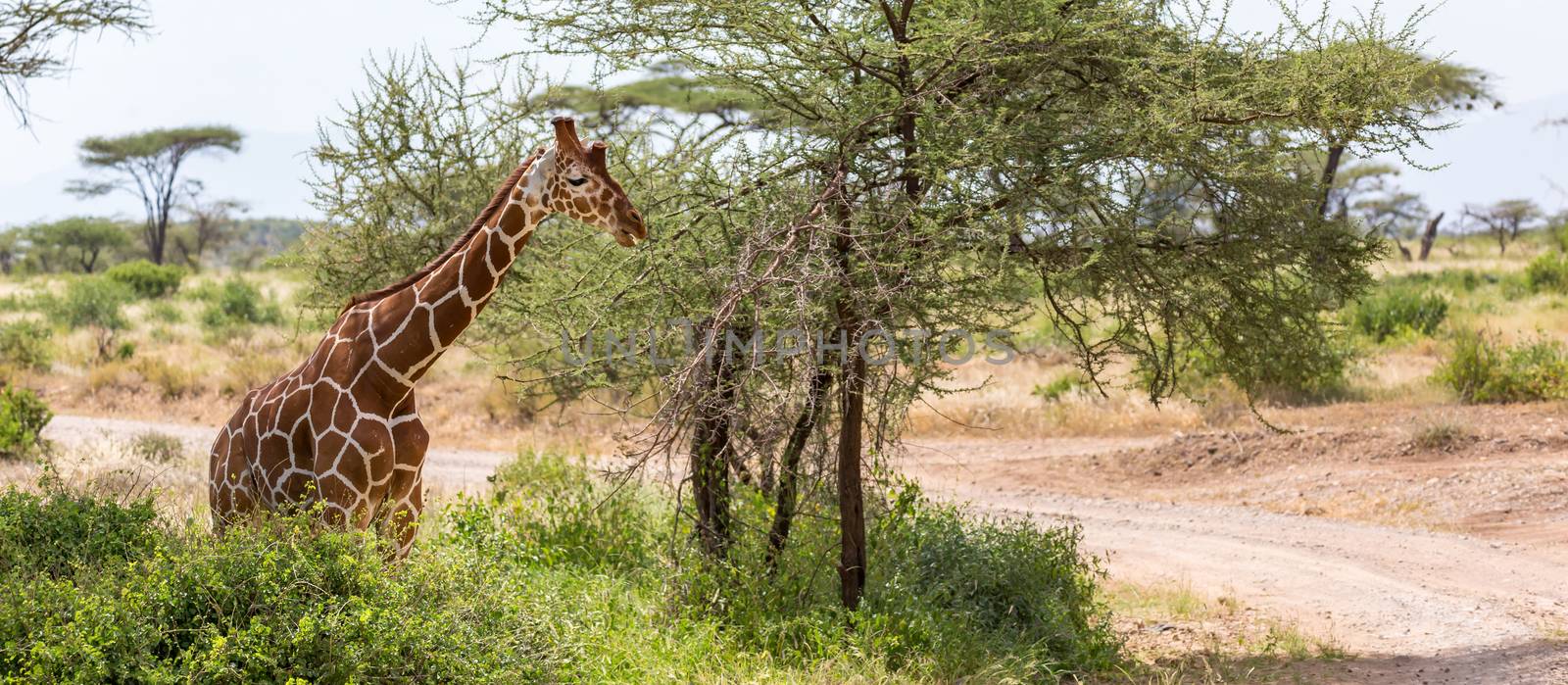 The closeup of a giraffe with many plants in the background