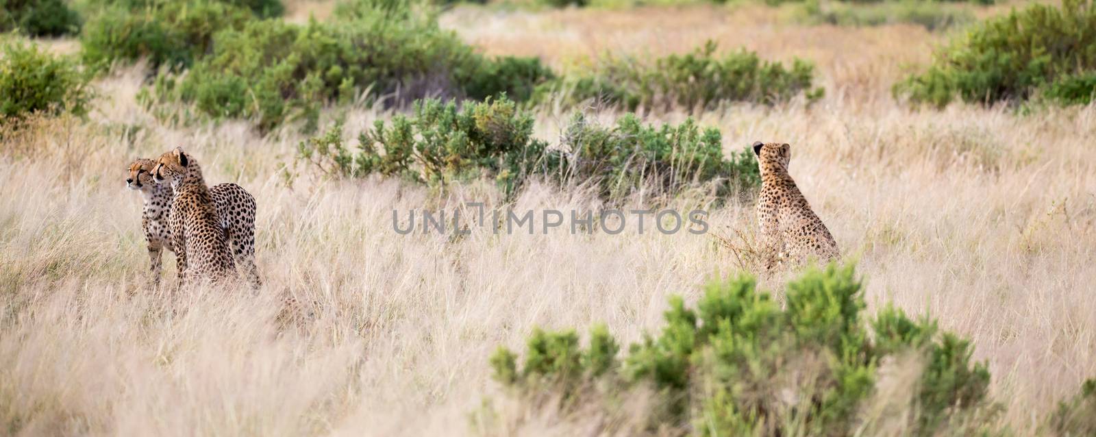 The cheetahs are running in the savannah in the tall grass