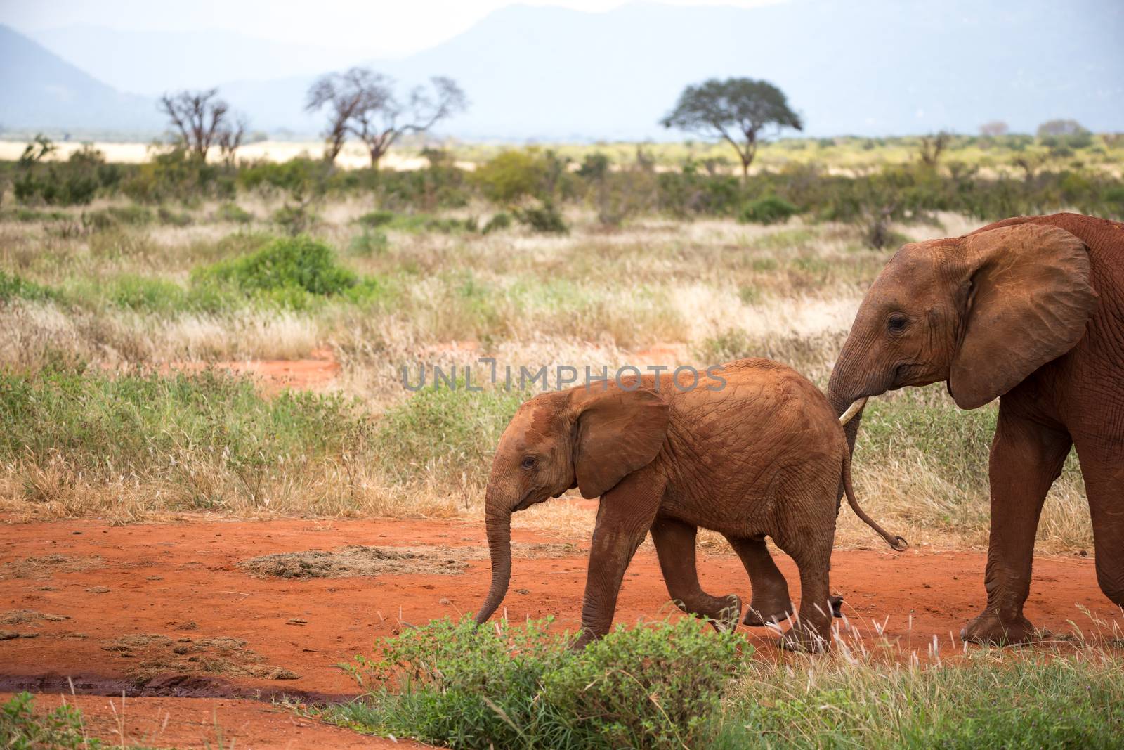 The family of red elephants on their trek through the savanna