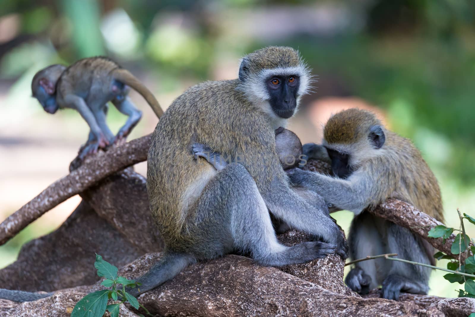 Vervet family with a little baby monkey