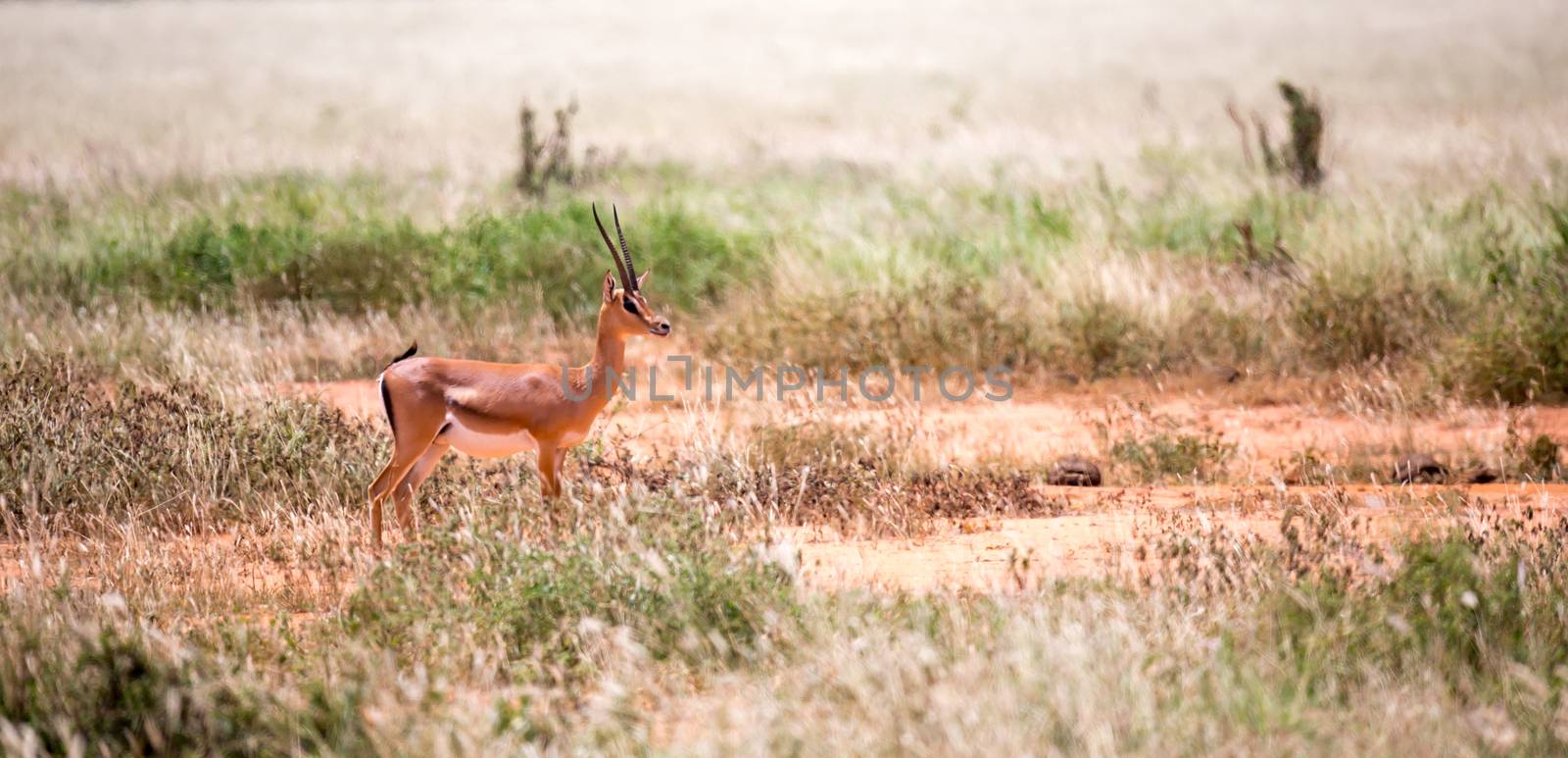 Grant Gazelle grazes in the vastness of the Kenyan savannah by 25ehaag6