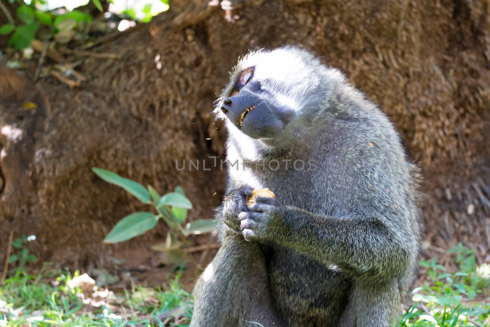 One baboon has found a fruit and eats it