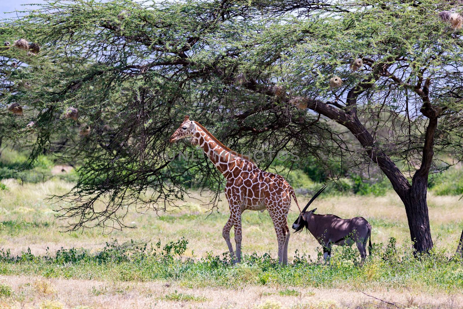 A giraffes and antelopes are standing together under a tree