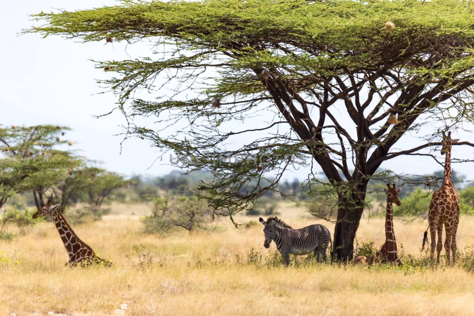 The Giraffes and a gravy zebra under the crown of a shady tree