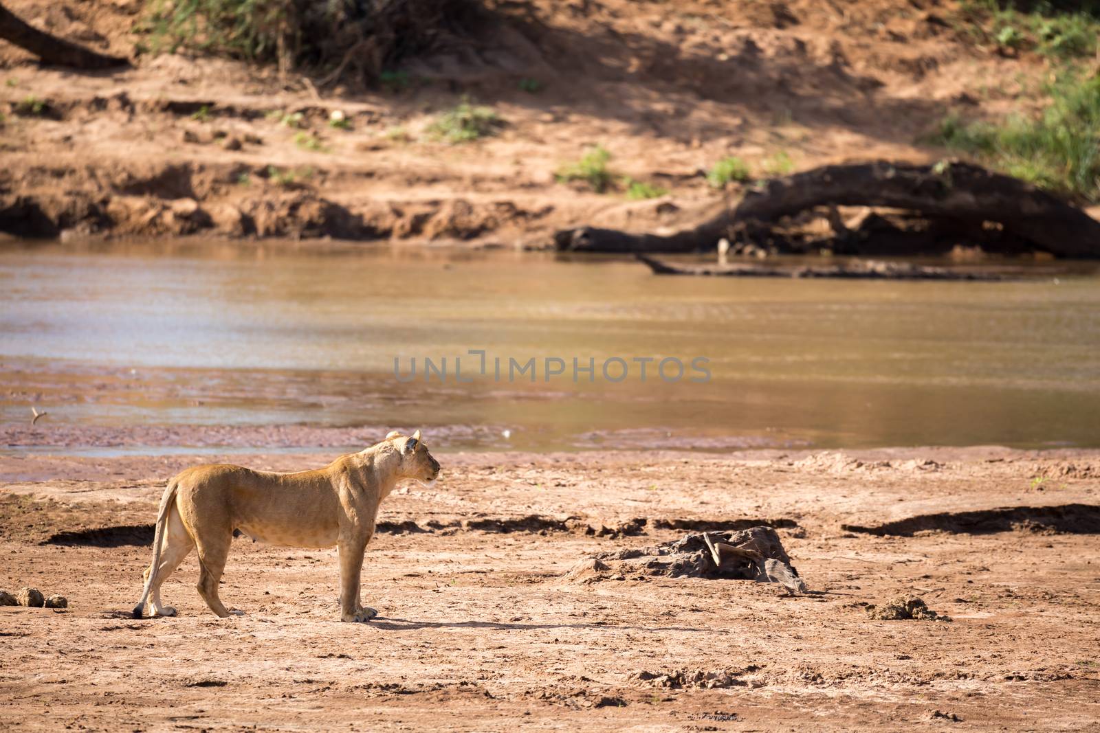 Some lions walk along the bank of a river