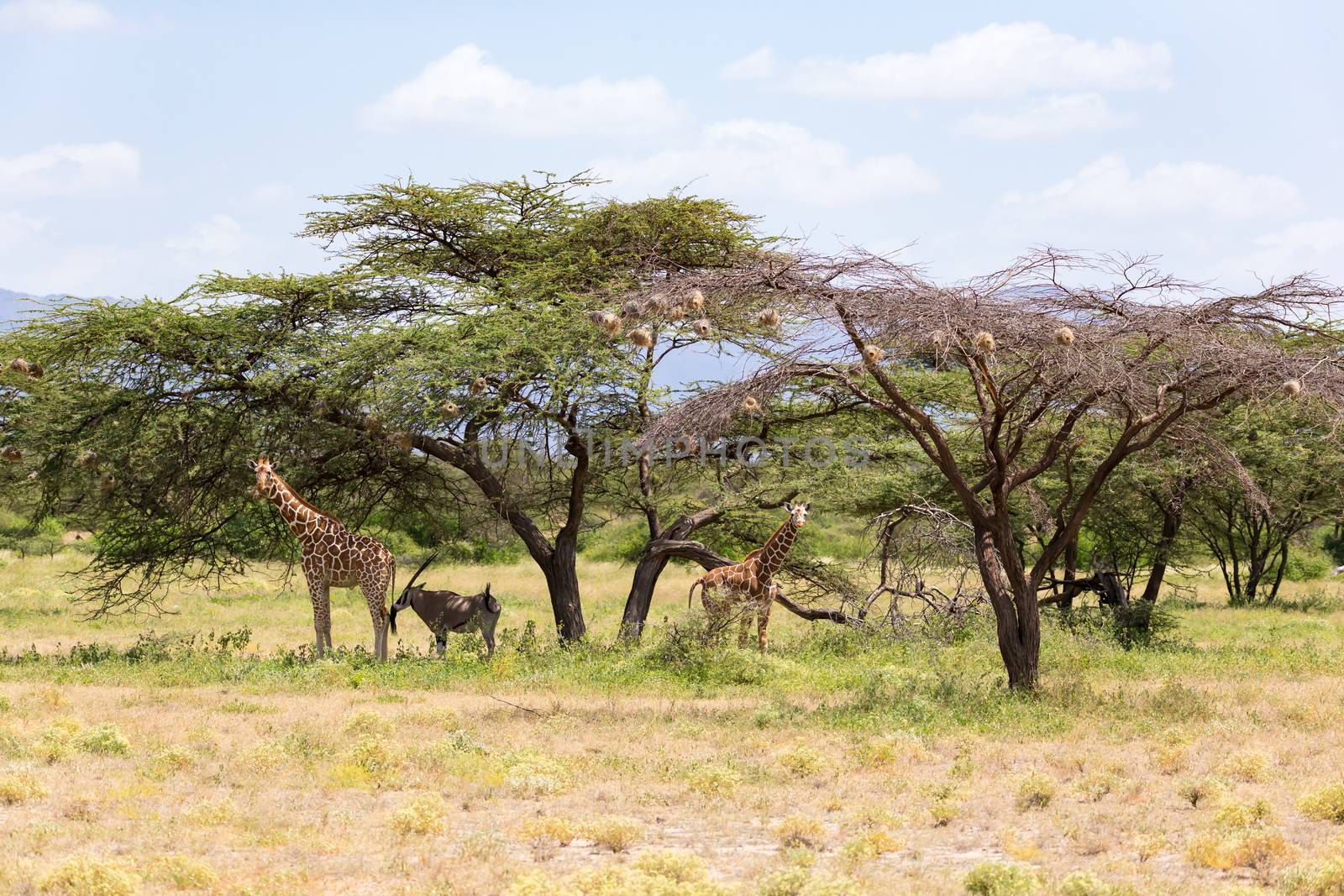 A giraffes and antelopes are standing together under a tree