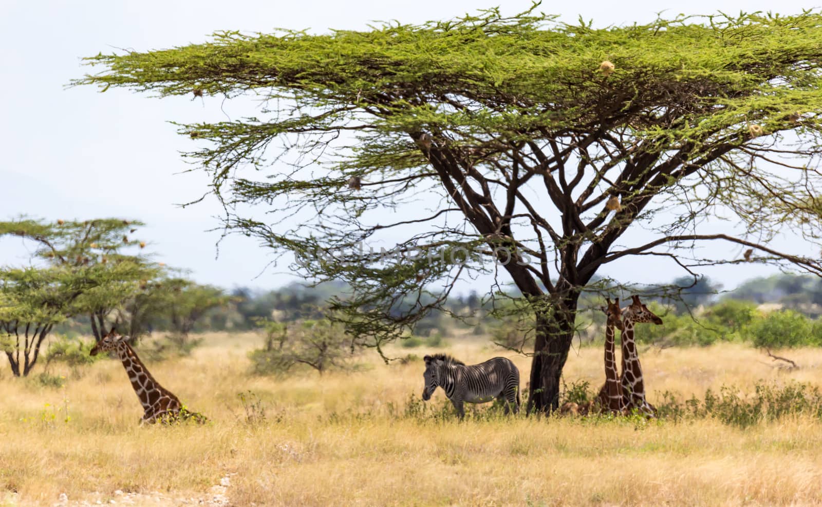 The Giraffes and a gravy zebra under the crown of a shady tree