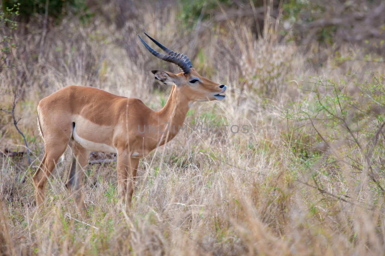 An antelope is eating foliage, safari in Kenya