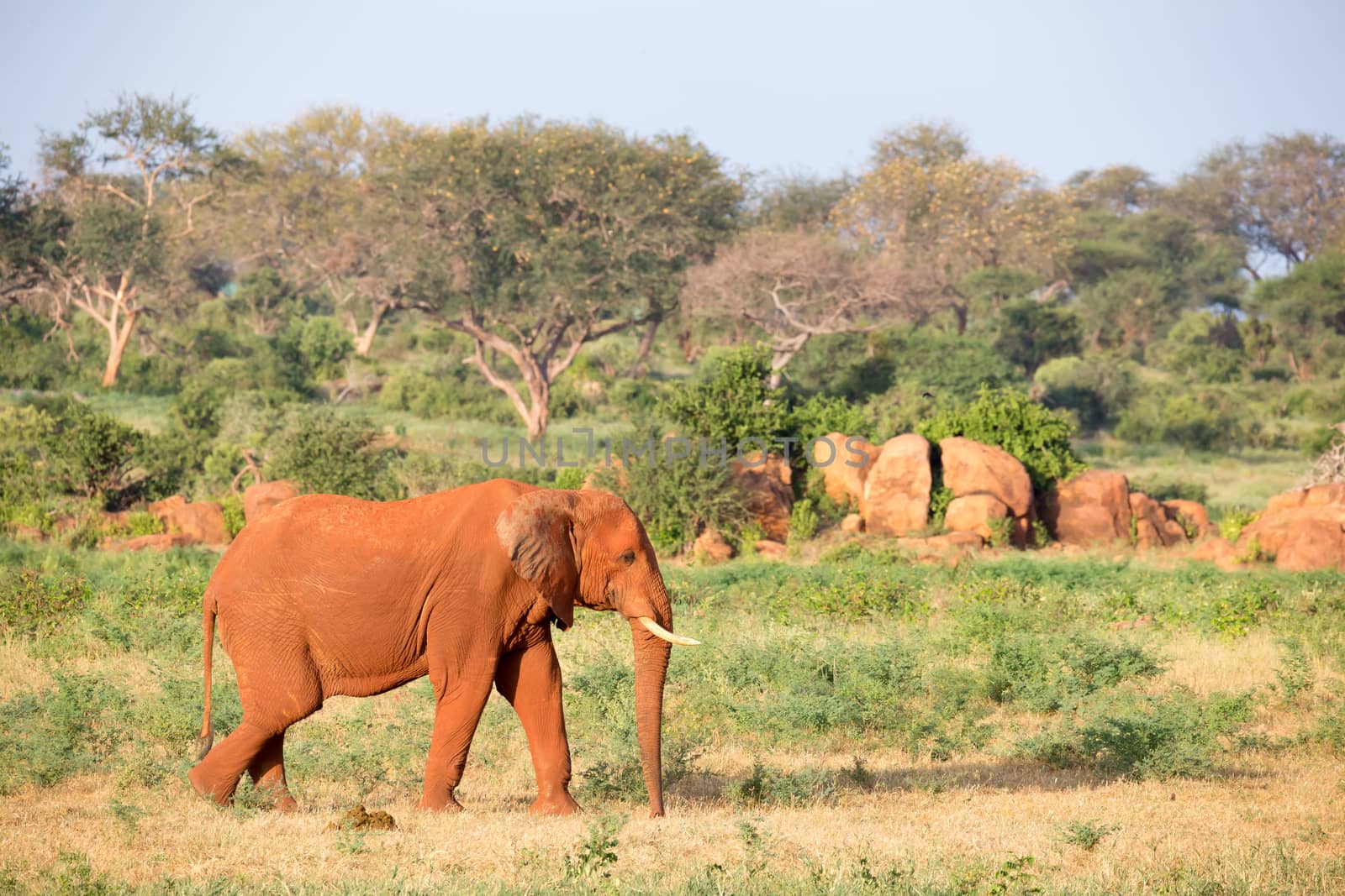 One big red elephant walks through the savannah between many plants