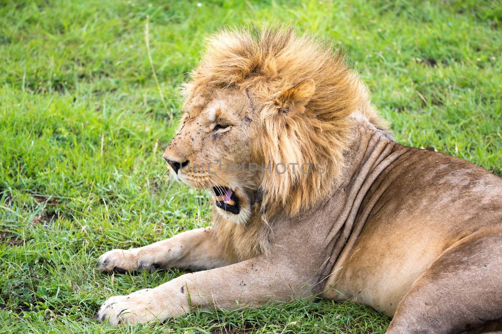 One big lion lies in the grass in the middle of the landscape of a savannah in Kenya