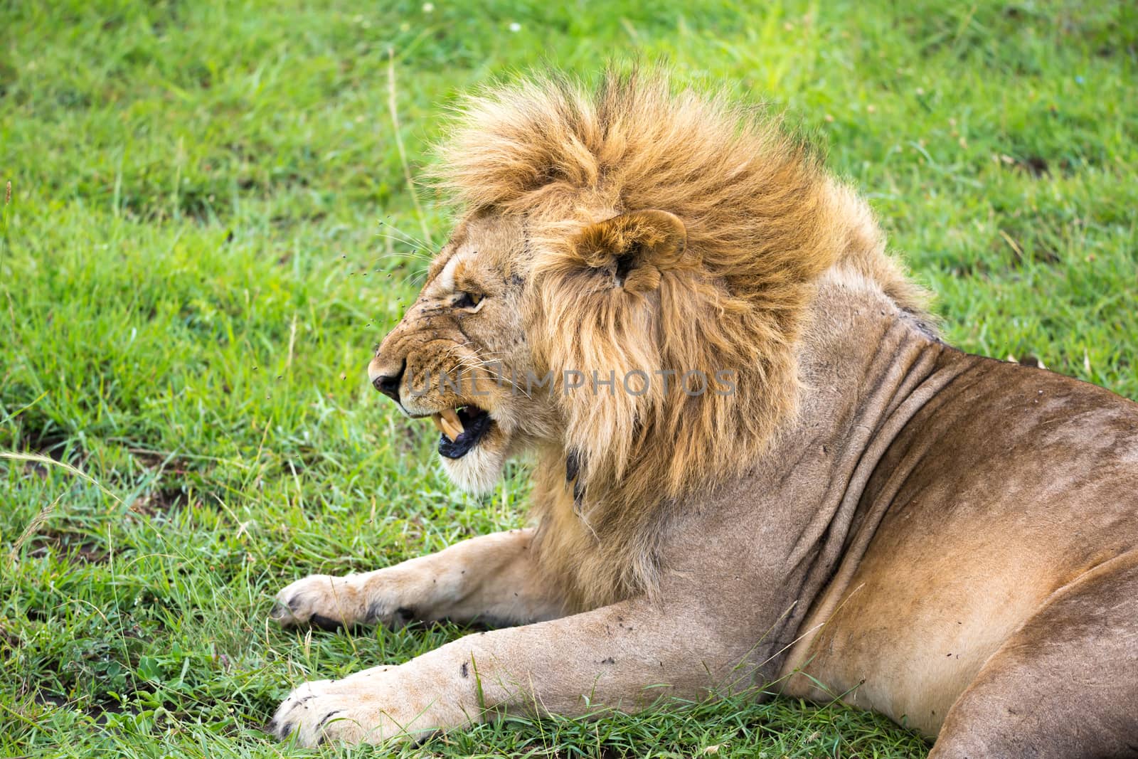 One big lion lies in the grass in the middle of the landscape of a savannah in Kenya