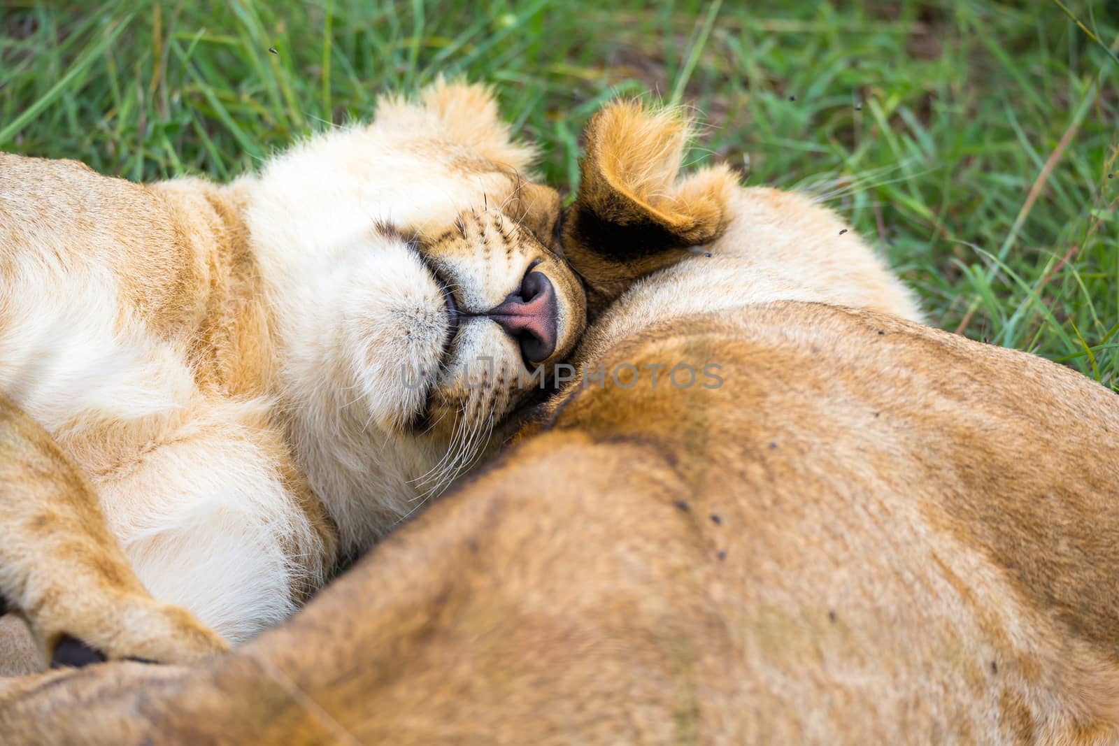 Some young lions cuddle and play with each other